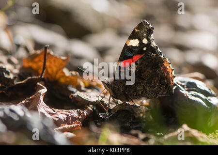 Rot Schmetterling Admiral (Vanessa atalanta) Fütterung auf gefallene Früchte. Insekt aus der Familie der Nymphalidae in Ruhe mit Rüssel Zucker aus Pflaumen zu nehmen Stockfoto