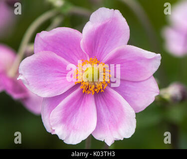 Japanische Anemone (Anemone hupehensis) Pflanzen in Blüte. Rosa Garten Pflanze in der Familie der Ranunculaceae, aka Chinesischen Anemone, thimbleweed oder Cuneata Stockfoto