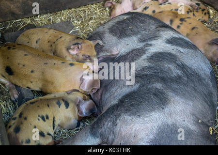 Gefleckte Ferkel in der Schweine-trail Schlafen im Stroh und säugt die Mutter sow Stockfoto