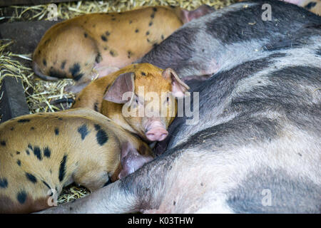 Gefleckte Ferkel in der Schweine-trail Schlafen im Stroh und säugt die Mutter sow Stockfoto