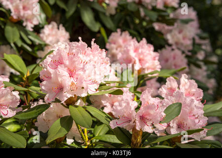 Rhododendron Aganniphum Blumen in voller Blüte im Frühjahr mit schönen dekorativen leuchtend rosa Blüten Stockfoto