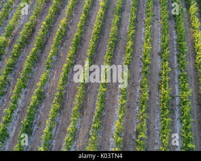 Luftaufnahme über einen Weinberg in Bologna, Italien. Pignoletto Wein Stockfoto