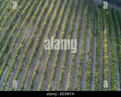 Luftaufnahme über einen Weinberg in Bologna, Italien. Pignoletto Wein Stockfoto