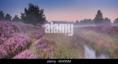 Weg durch blühende Heidekraut an einem nebligen Morgen in der Dämmerung, in den Niederlanden fotografiert. Stockfoto