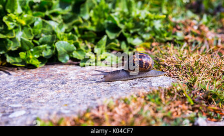 Schnecke kriecht auf eine Hard-Rock-Textur in der Natur; braun gestreift Schnecke zu Fuß auf den Felsen in regnerischen Tag, Bretagne (Bretagne), Frankreich Stockfoto