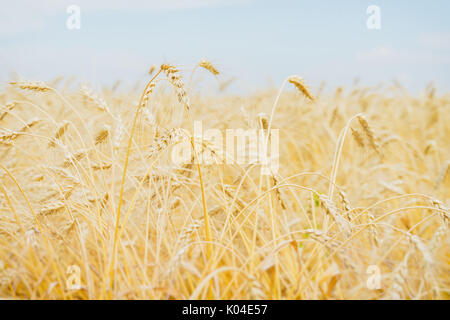 Müsli gelbe Ohren in einer heißen, schwülen Sommernachmittag gegen einen wolkenlosen hell-blauen Himmel. Im ländlichen Hintergrund. Stockfoto