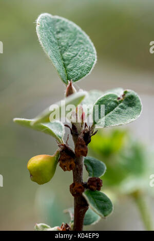 Wild Cotoneaster oder Cotoneaster cambricus wächst an den Großen Ormes Head im Norden von Wales Stockfoto