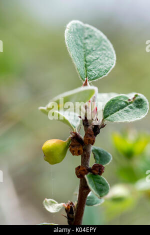 Wild Cotoneaster oder Cotoneaster cambricus wächst an den Großen Ormes Head im Norden von Wales Stockfoto