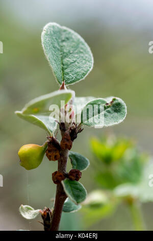 Wild Cotoneaster oder Cotoneaster cambricus wächst an den Großen Ormes Head im Norden von Wales Stockfoto