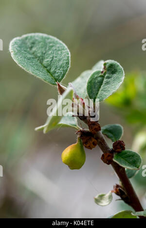 Wild Cotoneaster oder Cotoneaster cambricus wächst an den Großen Ormes Head im Norden von Wales Stockfoto