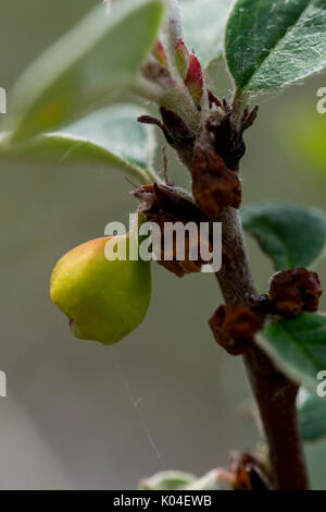 Wild Cotoneaster oder Cotoneaster cambricus wächst an den Großen Ormes Head im Norden von Wales Stockfoto