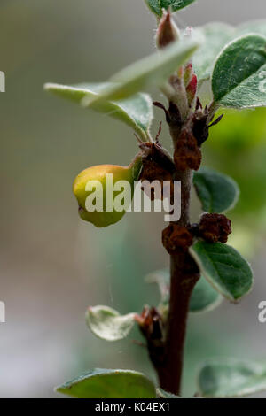 Wild Cotoneaster oder Cotoneaster cambricus wächst an den Großen Ormes Head im Norden von Wales Stockfoto