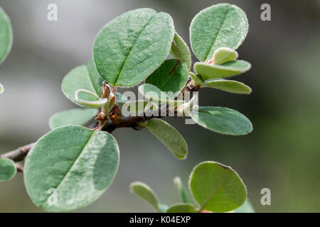 Wild Cotoneaster oder Cotoneaster cambricus wächst an den Großen Ormes Head im Norden von Wales Stockfoto