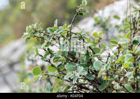 Wild Cotoneaster oder Cotoneaster cambricus wächst an den Großen Ormes Head im Norden von Wales Stockfoto