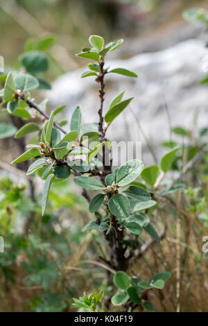 Wild Cotoneaster oder Cotoneaster cambricus wächst an den Großen Ormes Head im Norden von Wales Stockfoto