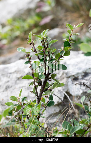 Wild Cotoneaster oder Cotoneaster cambricus wächst an den Großen Ormes Head im Norden von Wales Stockfoto