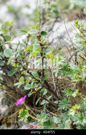 Wild Cotoneaster oder Cotoneaster cambricus wächst an den Großen Ormes Head im Norden von Wales Stockfoto