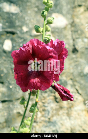 Rosafarbener Windhahn an einer Wand in Saint Valery sur Somme, Somme, Hauts de France, Frankreich Stockfoto