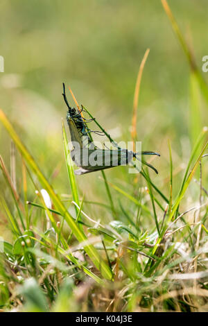 Maiting Förster Motten auf dem Great Ormes Kopf in North Wales UK Stockfoto