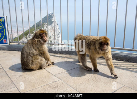 Barbary Macaques an der Seilbahn auf den Felsen von Gibraltar. Die makaken Bevölkerung in Gibraltar ist der einzige wilde Affen Bevölkerung in Europa. Stockfoto