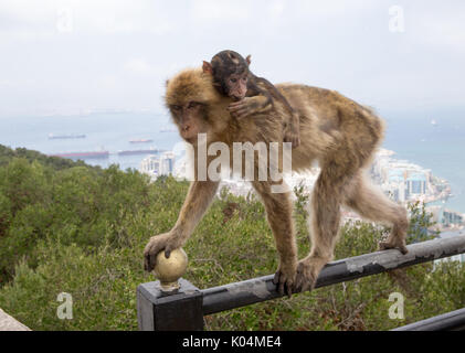 Ein barbary Macaque mit Baby an der Seilbahn auf den Felsen von Gibraltar. Dies ist der einzige wilde Affen Bevölkerung in Europa. Stockfoto