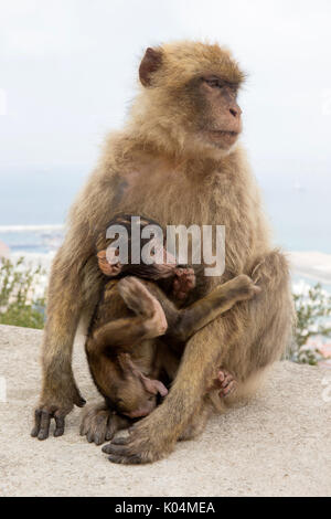 Ein barbary Macaque mit Baby an der Seilbahn auf den Felsen von Gibraltar. Dies ist der einzige wilde Affen Bevölkerung in Europa. Stockfoto