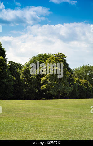 Green grass and trees Stockfoto