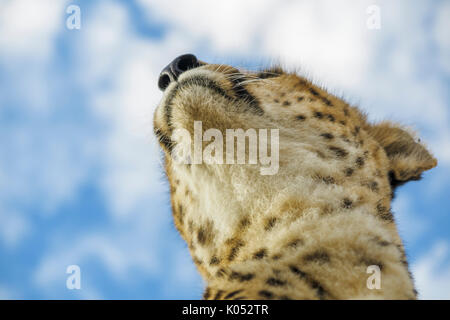 Blick auf den Hals, Kinn und Kopf eines erwachsenen Geparden (Acinonyx jubatus) Masai Mara, Kenia, sein Fell und schönen gefleckten Fell Stockfoto