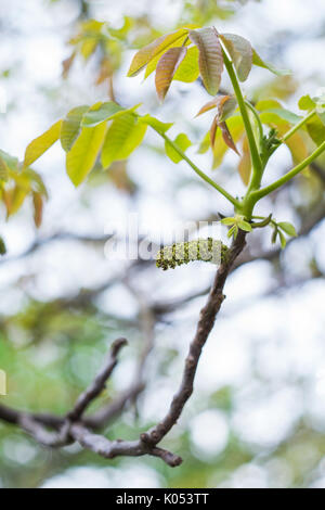 Walnuss Baum Blume im Frühling Garten Stockfoto