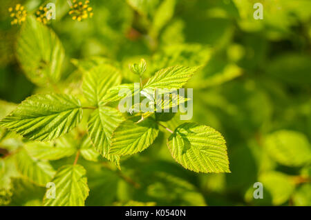 Rote Himbeere h Malus Mill Blätter Ansicht von oben. Close Up. Selektive konzentrieren. Stockfoto