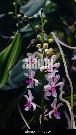 Orchidee Blumen blühen bei Tao Dan Park in Saigon, Vietnam. Stockfoto