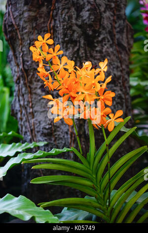 Gelbe Orchidee Blumen blühen bei Tao Dan Park in Saigon, Vietnam. Stockfoto