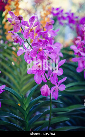 Lila Orchidee Blumen blühen bei Tao Dan Park in Saigon, Vietnam. Stockfoto