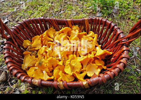 Essbare Pilze Pfifferlinge in Weidenkorb Stockfoto