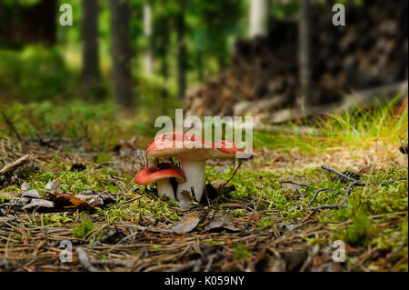 Pilze psathyrella im Sommer Wald im Nordwesten Russlands Stockfoto