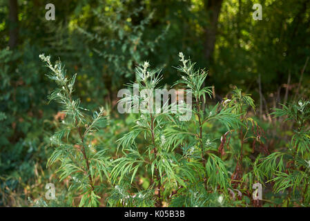 Artemisia vulgaris Stockfoto