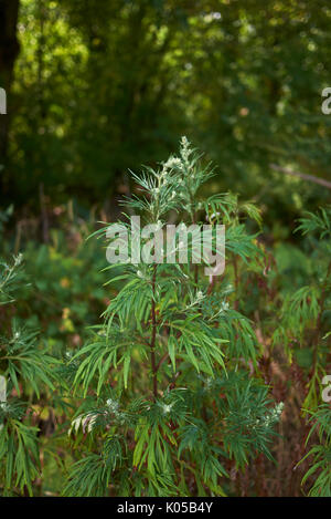 Artemisia vulgaris Stockfoto