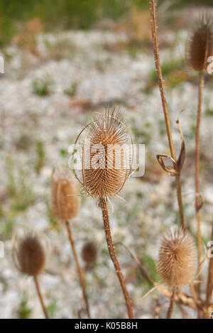 Dipsacus fullonum Stockfoto