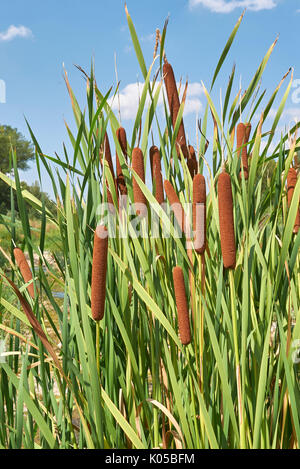 Typha latifolia Nahaufnahme Stockfoto