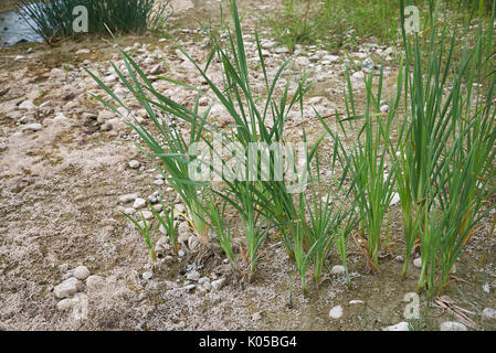 Typha latifolia Stockfoto