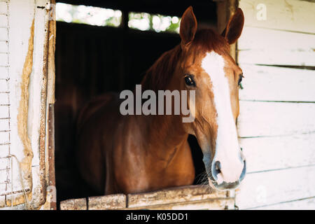 Bild der schönen Pferd suchen durch das Fenster Stockfoto