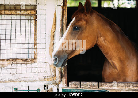 Seitenansicht des Pferd suchen durch das Fenster Stockfoto