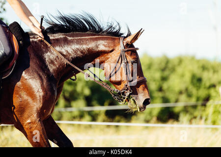 Bild von Reiten über Hindernisse springen Stockfoto