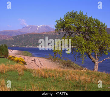 Schönen Frühling Blick auf Ben Nevis und Fort William aus über Loch Eil, Ardgour, West Highlands Stockfoto