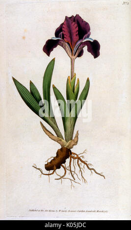 ANLAGEN/IRIS PUMILA Stockfoto