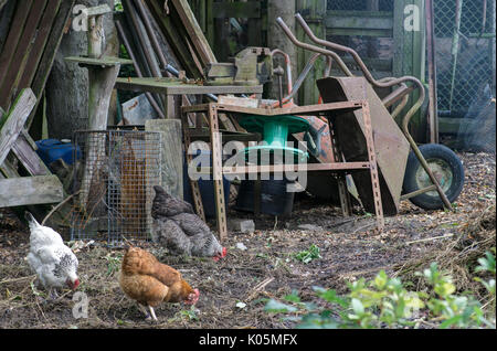 Drei Hühner in Chicken cup Picken mit Junk Yard Hintergrund Stockfoto