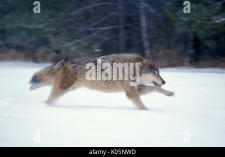 Holz oder grauen Wolf, Canis Lupus, Minnesota USA, kontrollierten Situation, schnee, winter, laufen, verschwommen Stockfoto