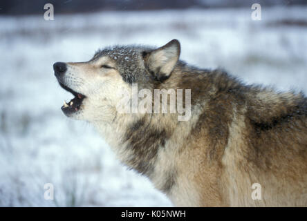 Holz oder grauen Wolf, Canis Lupus, Minnesota USA, kontrollierten Situation, schnee, winter, heult. Stockfoto