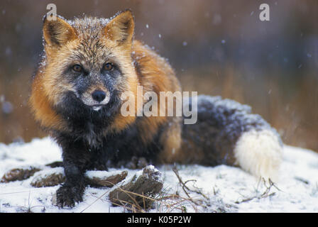 Red Fox (Vulpes fulva) Minnesota, USA Cross phase Fuchs im Schnee Stockfoto