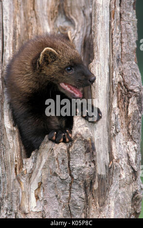 Junge Fischer, Martes pennanti, captive Minnesota, USA, im Graben der Baum Stockfoto